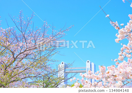 Spring in Nagoya, Aichi Prefecture, with cherry blossoms in full bloom and the Nagoya International Conference Center 134984148