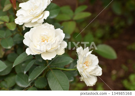 秋天的玫瑰花園裡盛開的白玫瑰 134985168