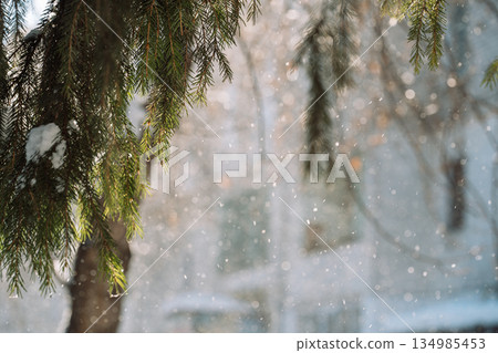 Snowfall with fir branches and blurred winter background Snowfall with fir branches and blurred winter background 134985453
