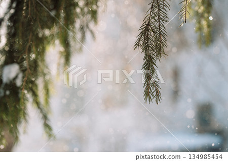 Winter fir branches with snowfall and soft bokeh background Winter fir branches with snowfall and soft bokeh background 134985454