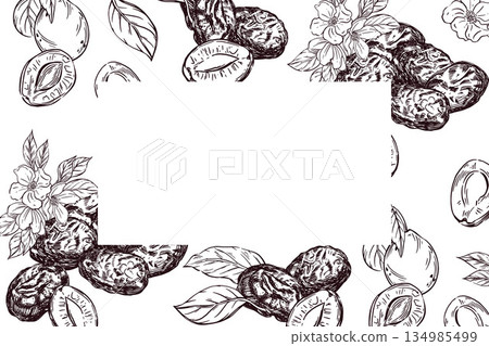 Vector illustration of fruits. Hand drawn vintage style frame with plum and prune fruit, leaves and blossoming flowers. Botanical natural food border sketch illustration. Vector illustration Vector illustration of fruits. Hand drawn vintage style frame with plum and prune fruit, leaves and blossoming flowers. Botanical natural food border sketch illustration. Vector illustration 134985499