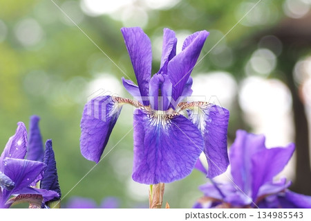 紫花 紫花 134985543