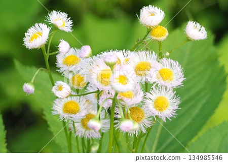 小白花 小白花 134985546