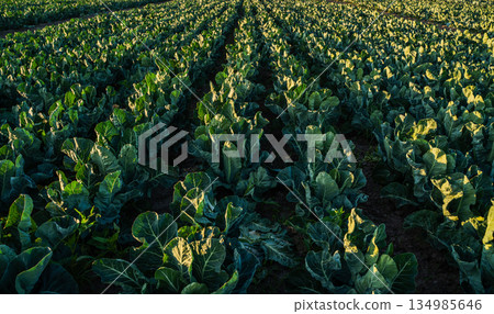 Broccoli plants growing in agricultural rows during golden hour, green vegetable crop in rural farmland, sustainable agriculture and healthy food production Broccoli plants growing in agricultural rows during golden hour, green vegetable crop in rural farmland, sustainable agriculture and healthy food production 134985646