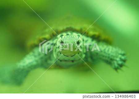 Tortoise's eyes Tortoise's eyes 134986403