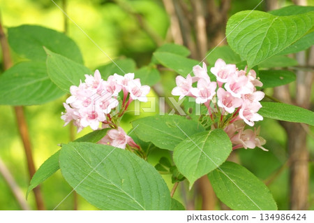 Cute pink hortensis 134986424