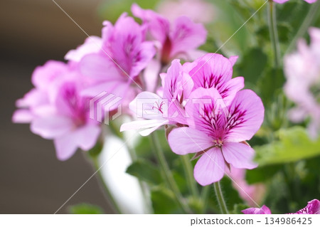 Pink flowers Pink flowers 134986425