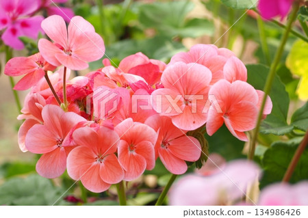 Orange Geranium 134986426