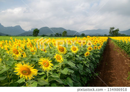 Sunflower field. Close up of sunflower on farm. Rural landscape at Lop buri 134986918