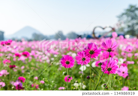 A delicate cluster of pink cosmos flowers reaching toward a clear, soft blue sky. The image highlights the elegance and simplicity of nature with bright petals A delicate cluster of pink cosmos flowers reaching toward a clear, soft blue sky. The image highlights the elegance and simplicity of nature with bright petals 134986919