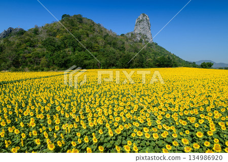 Sunflower Field with Mountain Landscape Under Dramatic Blue Sky.at Lop buri Thailand, sunflower background Sunflower Field with Mountain Landscape Under Dramatic Blue Sky.at Lop buri Thailand, sunflower background 134986920
