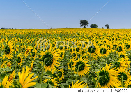 backside of Sunflower field. Close up of sunflower on farm. Rural landscape at Lop buri backside of Sunflower field. Close up of sunflower on farm. Rural landscape at Lop buri 134986921