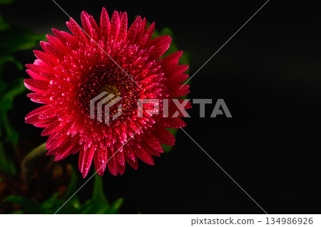 top view of Vibrant Red Gerbera Daisy with Dew Drops on Petals Close up isolated on black 134986926
