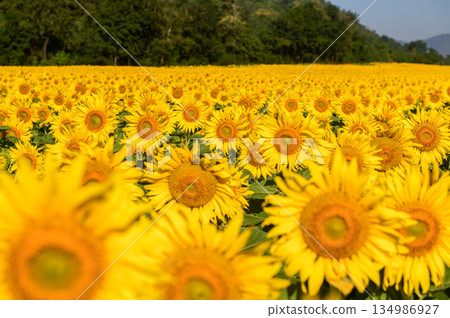 beautiful Big Sunflowers in Full Bloom. At Lop buri Thailand, sunflower background concept 134986927