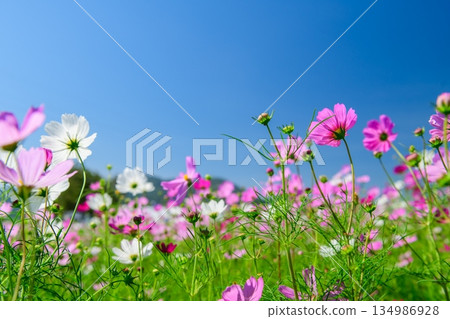 Cosmos Flower Field with Blue Sky and Copy Space for Commercial Background 134986928
