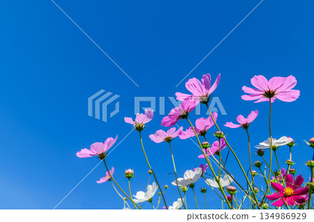 A vibrant field of pink cosmos flowers blooming gracefully beneath a deep blue sky. The low-angle perspective highlights the delicate petals and natural beauty of the flowers 134986929