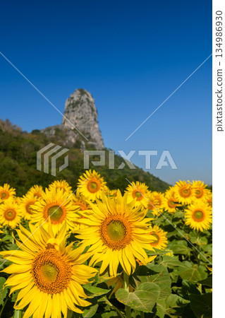 A vibrant sunflower field glowing under a clear blue sky, capturing the warm energy and lively spirit of summer. A vibrant sunflower field glowing under a clear blue sky, capturing the warm energy and lively spirit of summer. 134986930
