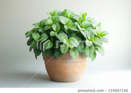 Home decor. Mint plant with fragrant leaves in pot on a white backgroun. Herb in pot. Home decor. Mint plant with fragrant leaves in pot on a white backgroun. Herb in pot. 134987140
