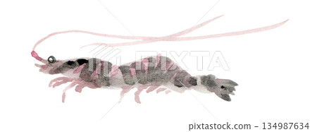 Left-facing shrimp straight 134987634