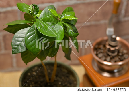 咖啡樹 咖啡樹 134987753