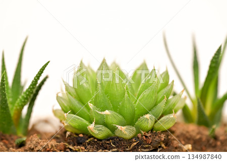 Haorthia Haorthia 134987840