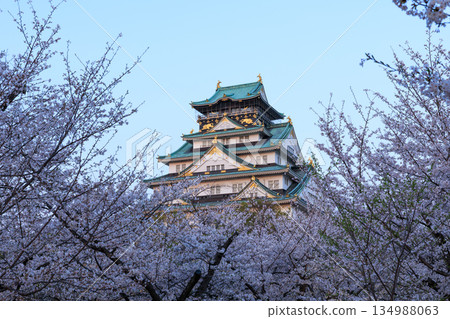 Osaka Castle and cherry blossoms in the evening 134988063