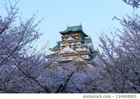 Osaka Castle and cherry blossoms in the evening 134988065