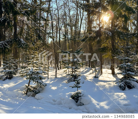 Young spruce trees covered with snow in sunlit winter forest. Soft light, natural depth, seasonal calm, pristine nature, and tranquil woodland atmosphere. Young spruce trees covered with snow in sunlit winter forest. Soft light, natural depth, seasonal calm, pristine nature, and tranquil woodland atmosphere. 134988085
