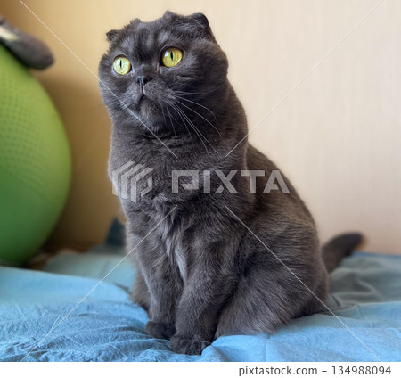 Gray Scottish fold cat sitting quietly on bed and watching surroundings. Calm observation, gentle focus, minimalist interior, domestic comfort, and serene everyday pet lifestyle indoors. Gray Scottish fold cat sitting quietly on bed and watching surroundings. Calm observation, gentle focus, minimalist interior, domestic comfort, and serene everyday pet lifestyle indoors. 134988094