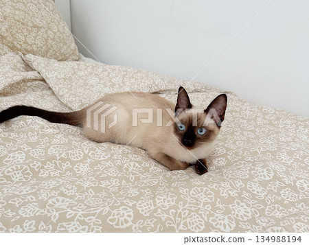 Siamese cat lying on patterned bedspread in bright bedroom interior. Home comfort, relaxed pet mood and quiet domestic rest moment Siamese cat lying on patterned bedspread in bright bedroom interior. Home comfort, relaxed pet mood and quiet domestic rest moment 134988194