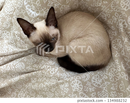 Siamese cat resting curled on patterned bed linen in cozy home interior. Pet comfort, domestic relaxation and emotional calm in everyday life Siamese cat resting curled on patterned bed linen in cozy home interior. Pet comfort, domestic relaxation and emotional calm in everyday life 134988232