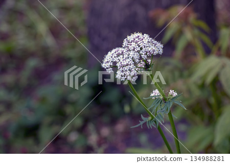 Flowers of the common valerian, or Valeriana officinalis, bloom in spring. Blurred background. Close-up. 134988281