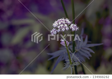 Flowers of common valerian, or Valeriana officinalis, bloom in the spring. Blurred background. Close-up. Flowers of common valerian, or Valeriana officinalis, bloom in the spring. Blurred background. Close-up. 134988282