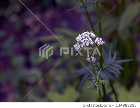Valerian flower, commonly used to treat insomnia in herbal medicine, in a garden in summer. Blurred green background 134988283
