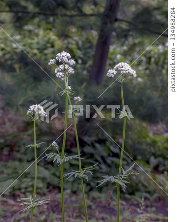 Valerian flower, commonly used to treat insomnia in the herbal medicine, in a garden in summer. Blurred green background Valerian flower, commonly used to treat insomnia in the herbal medicine, in a garden in summer. Blurred green background 134988284