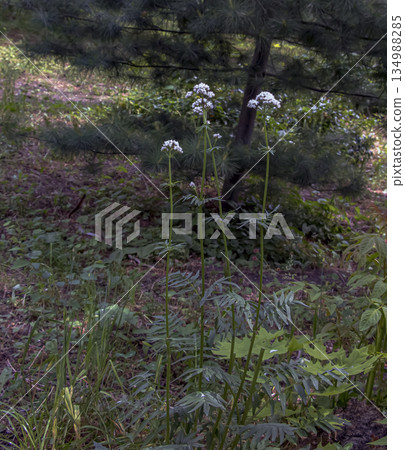 Valerian flower, commonly used to treat insomnia in herbal medicine, in garden in summer. Blurred green background 134988285