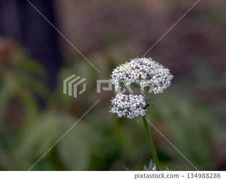 Flowers of common valerian, or Valeriana officinalis, bloom in spring. Blurred background. Close-up. Flowers of common valerian, or Valeriana officinalis, bloom in spring. Blurred background. Close-up. 134988286