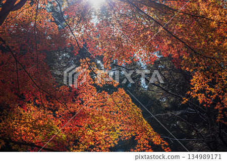 Autumn foliage scenery (Aichi Prefecture) 134989171