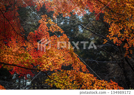 Scenery of Aichi Prefectural Forest in Shinshiro City (Aichi Prefecture) 134989172