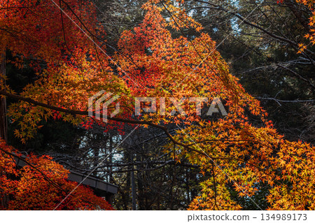 Scenery of Aichi Prefectural Forest in Shinshiro City (Aichi Prefecture) 134989173