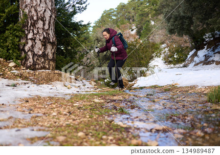 Woman Hiker Trekking Through Snowy Forest Trail With Trekking Poles 134989487