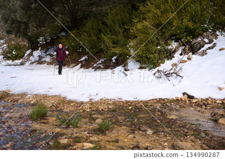 Woman Hiking With Poles Through Snowy Creekside Trail in Winter Wilderness Woman Hiking With Poles Through Snowy Creekside Trail in Winter Wilderness 134990287