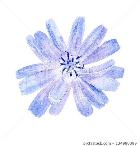 A pastel-blue chicory flower, a wild medicinal plant, watercolor illustration, on an isolated background. Simple clip art of the plant for a decaffeinated drink for healthy eating and vegan diets. 134990399