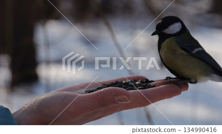 Woman feeding cute tit bird to sunflower seeds at snowy woodland. Beautiful tomtit pecking food from female hand at winter forest. Small titmouse eating meal from arm of young girl at snow park 134990416