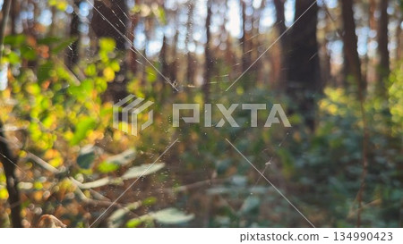 Spiderweb swaying in wind at forest with sunlight at background. Spider builds a cobweb at woodland. Beautiful nature scene on summer park at sunset. Concept of wildlife. Slow motion Spiderweb swaying in wind at forest with sunlight at background. Spider builds a cobweb at woodland. Beautiful nature scene on summer park at sunset. Concept of wildlife. Slow motion 134990423