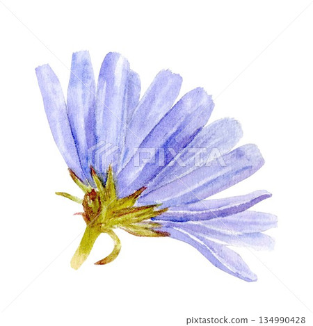 A chicory powder drink with sliced roots and pastel blue flowers, watercolor illustration. A simple style clipart of a caffeine-free coffee substitute for healthy eating and vegan diet designs. A chicory powder drink with sliced roots and pastel blue flowers, watercolor illustration. A simple style clipart of a caffeine-free coffee substitute for healthy eating and vegan diet designs. 134990428