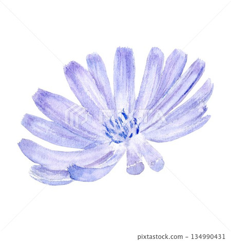 A chicory powder drink with sliced roots and pastel blue flowers, watercolor illustration. A simple style clipart of a caffeine-free coffee substitute for healthy eating and vegan diet designs. 134990431