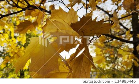 Golden maple leaves on tree branches gently swaying in the wind with sunlight at background. Lush autumn yellow foliage swinging on the breeze at forest. Beautiful colorful fall season. Close up Golden maple leaves on tree branches gently swaying in the wind with sunlight at background. Lush autumn yellow foliage swinging on the breeze at forest. Beautiful colorful fall season. Close up 134990440