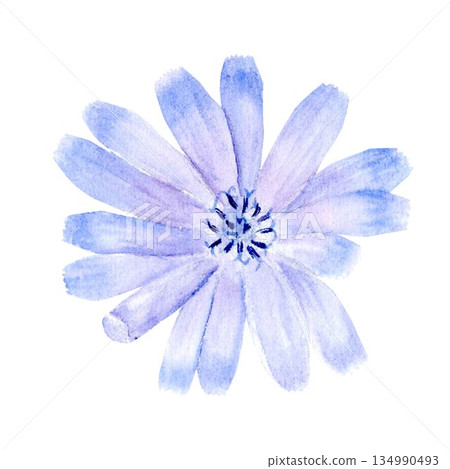 A pastel-blue chicory flower, a wild medicinal plant, watercolor illustration, on an isolated background. Simple clip art of the plant for a decaffeinated drink for healthy eating and vegan diets A pastel-blue chicory flower, a wild medicinal plant, watercolor illustration, on an isolated background. Simple clip art of the plant for a decaffeinated drink for healthy eating and vegan diets 134990493