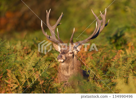 Red deer stag standing in green ferns in autumn Red deer stag standing in green ferns in autumn 134990496